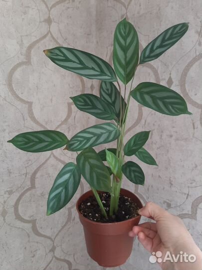 Домашние цветы