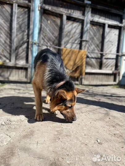 Немецкая овчарка вязка кабель