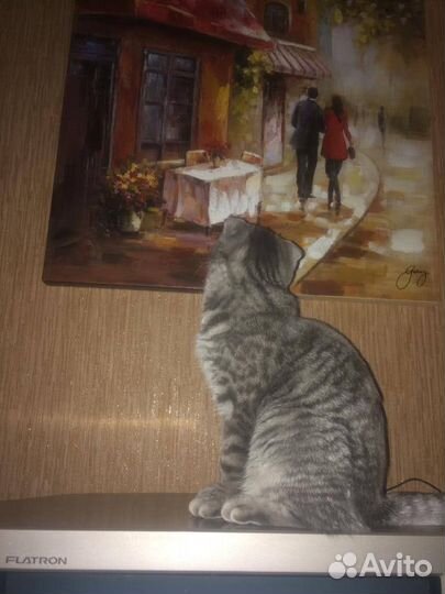 Британский кот