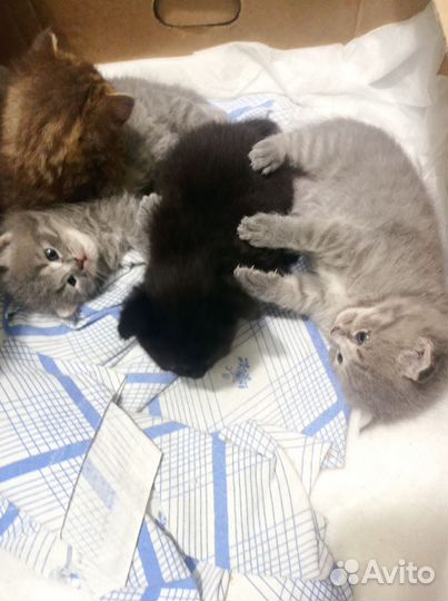 Котята в добрые руки
