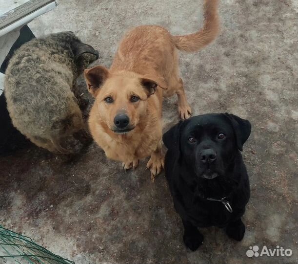 Собака на охрану