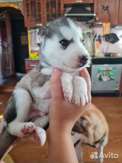 Продам хаски