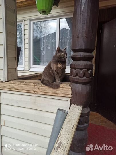 Кошка малышка