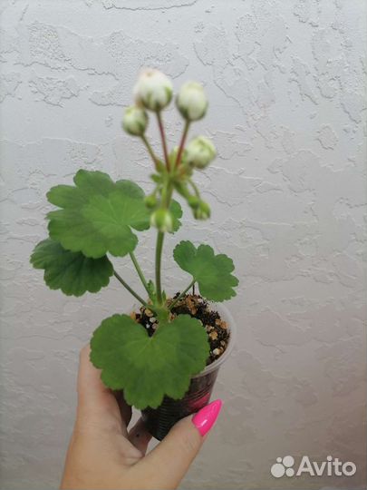 Пеларгония герань Denis