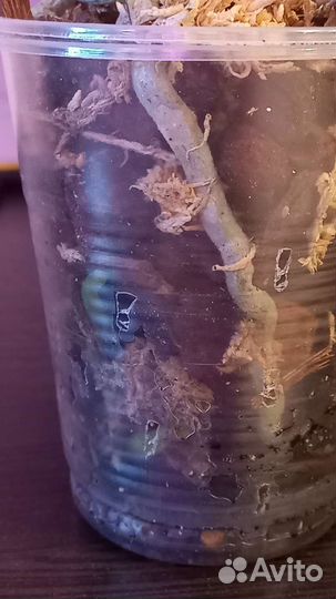 Орхидея фаленопсис