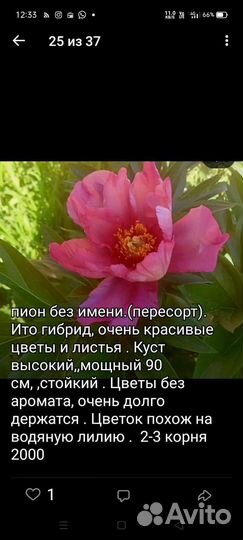 Пионы сортовые,корни