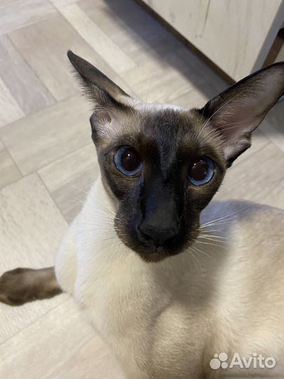 Ориентальная