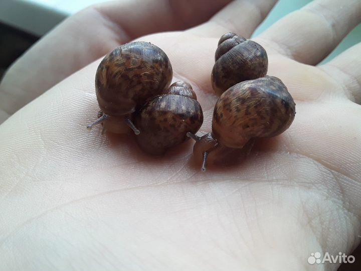 Улитки ахатины, детеныши