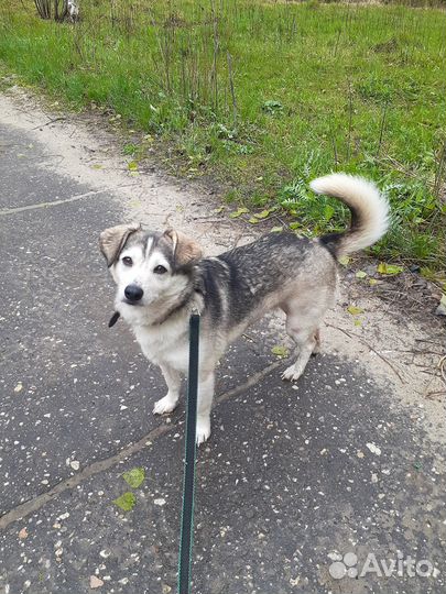 Лиза ищет дом