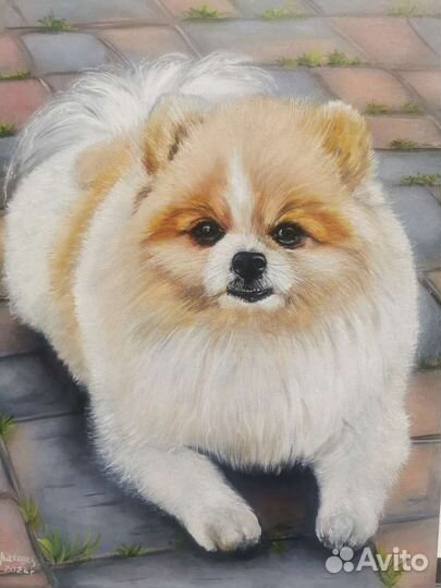 Возьму собаку на передержку