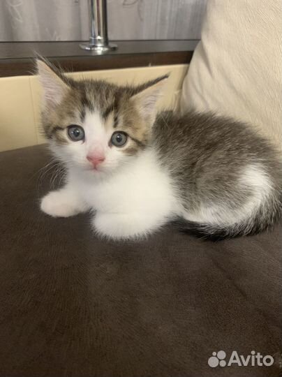 Котенок в добрые руки