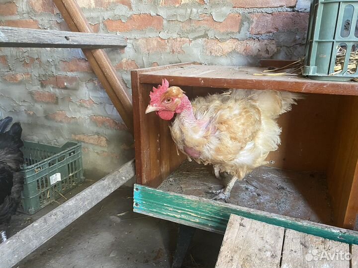 Куры голошейки