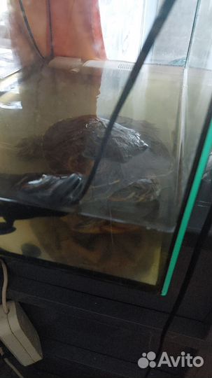 Красноухая черепаха