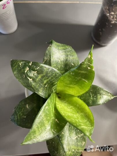 Сансевиерия ханни