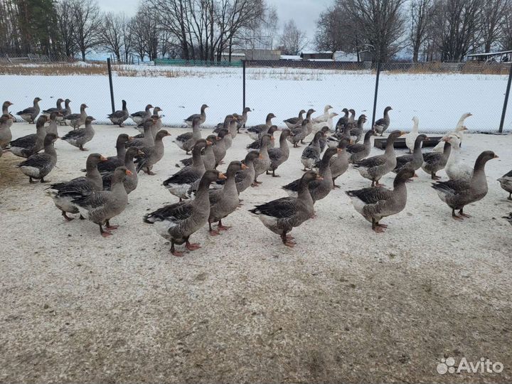 Гусята Крупные серые и Линда