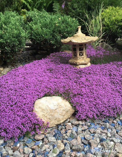 Тимьян оптом чебрец ползучий рассада многолетнее