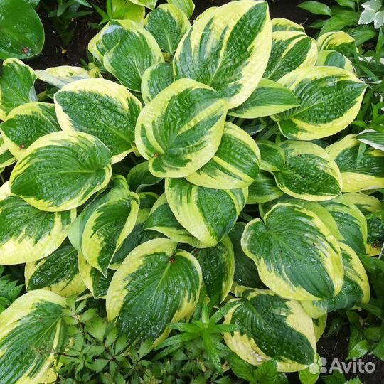 Хоста, разные сорта и размер