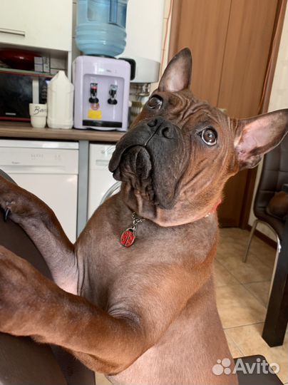 Чунцин Питомник Элитная Девочка Щенок Р.К.Ф