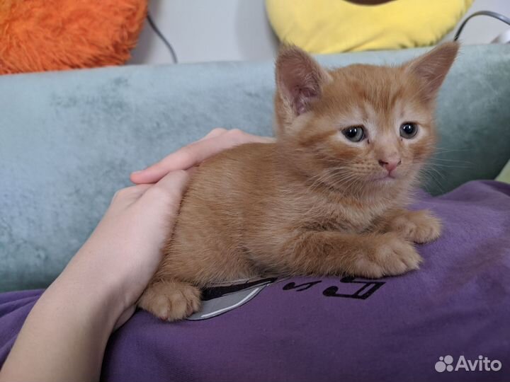 Котята в добрые руки
