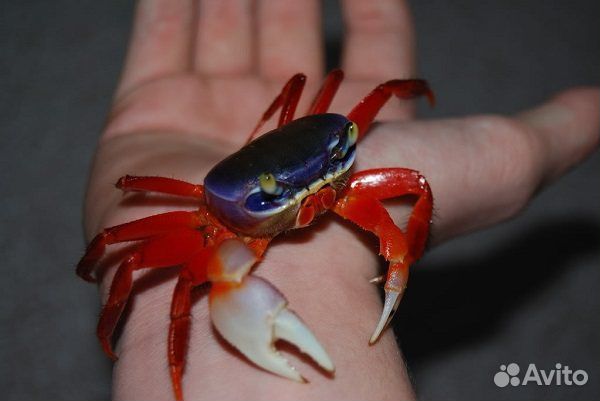 Радужный краб