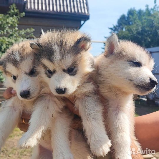 Аляскинский маламут щенки