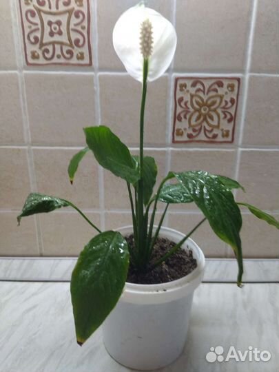 Спацифилум,Красула,колонхое, стапелия