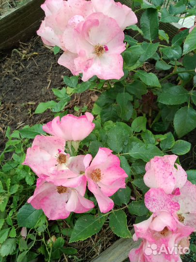 Роза Ангела