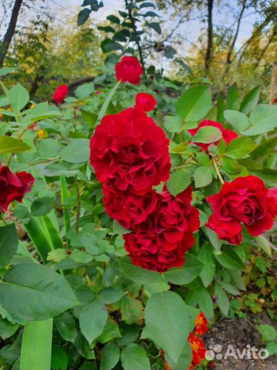 Роза Хоммаж а Барбара