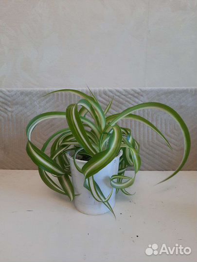 Хлорофитум кудрявый (Бонни)