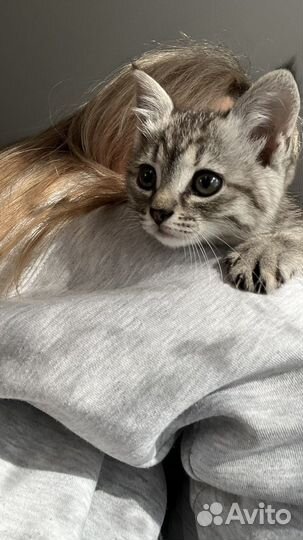 Золотая шиншилла