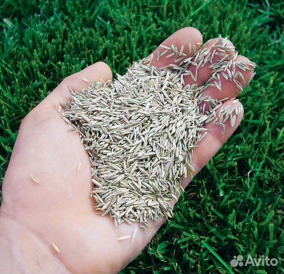 Семена овсяницы луговой