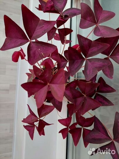 Оксалис кислица