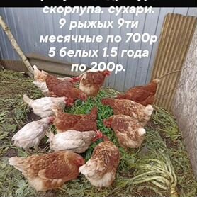 Куры несушки продам