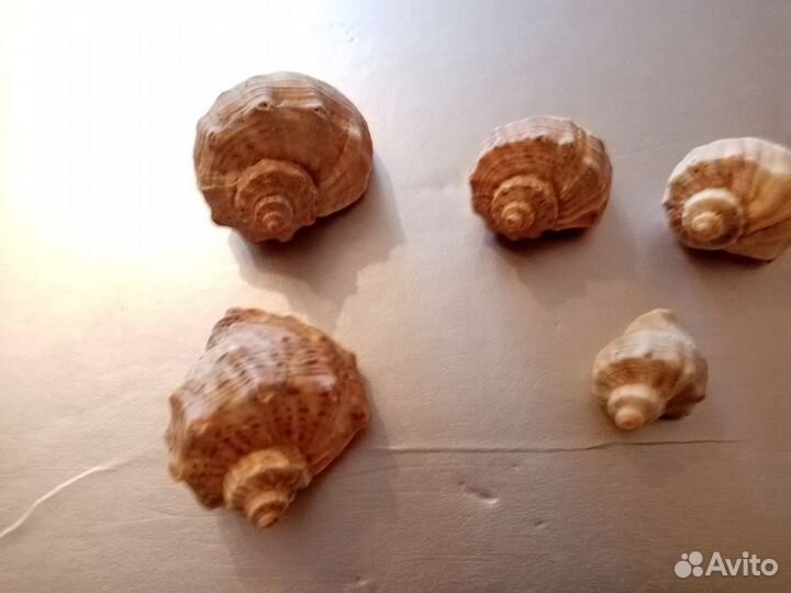 Небольшие раковины рапаны