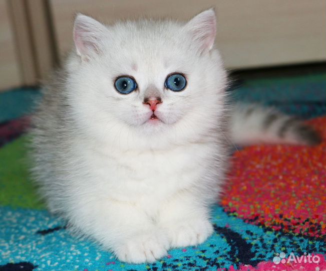 Очаровательный мальчик британской шиншиллы