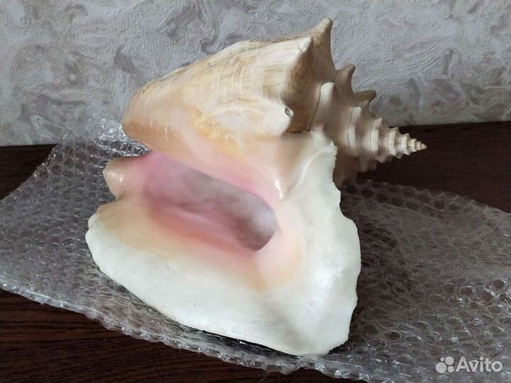 Морские ракушки