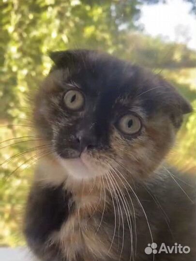 Кошечка в добрые руки