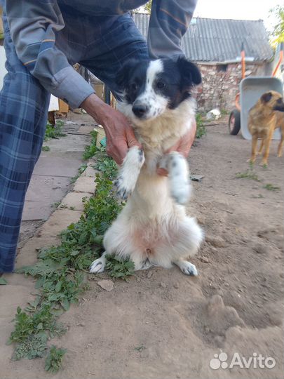 Собачки в добрые руки