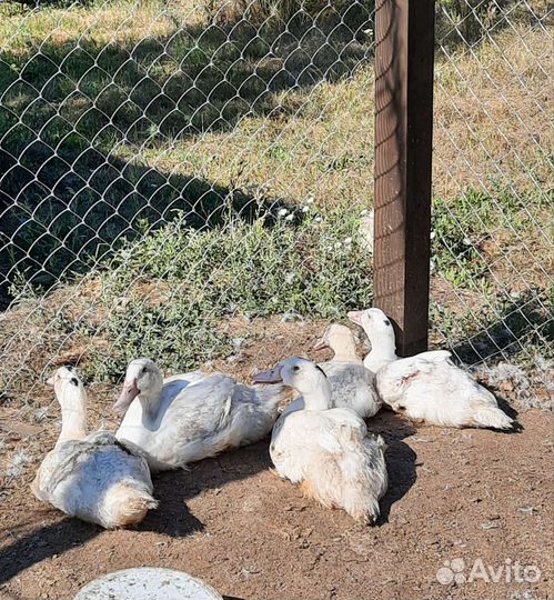 Мясо домашней индейки, кур бройлеров, утки