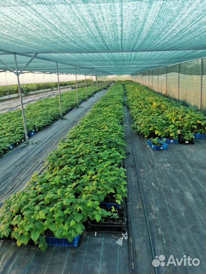 Корни ежевики