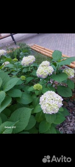 Уличные растения