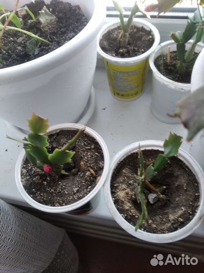 Декабрист шлюмбергера