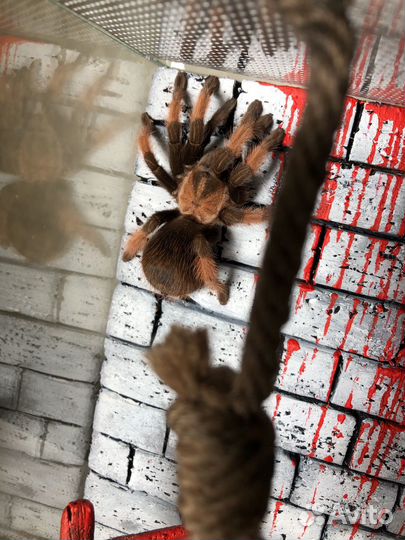 Паук птицеед