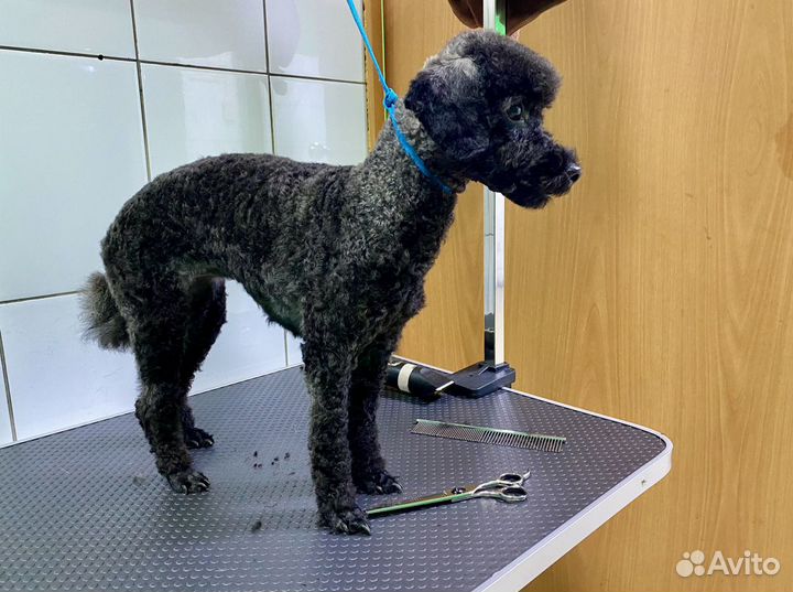 Стрижка собак и кошек