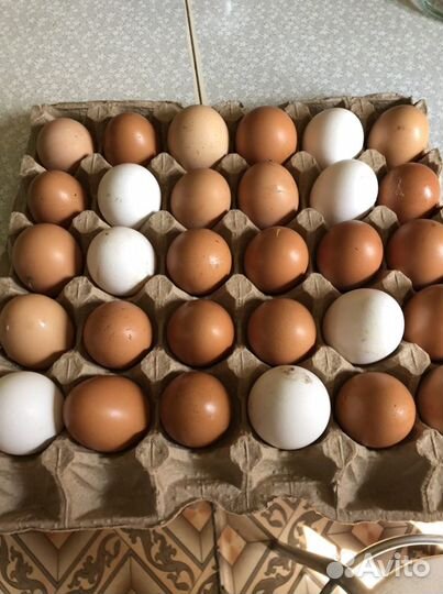 Яйца от домашних курочек