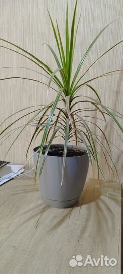 Комнатные цветы драцена