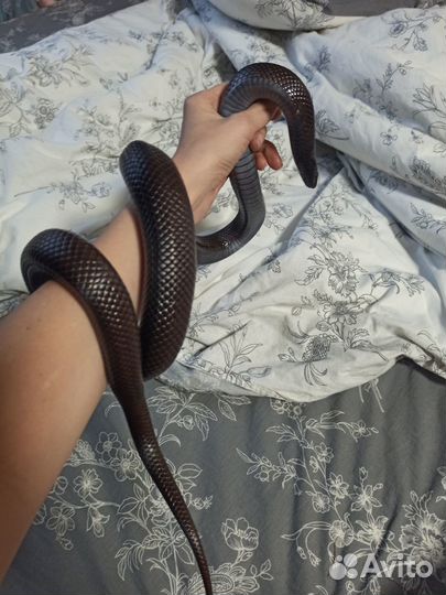 Змея для фотосессии