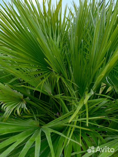Пальма Хамеропс