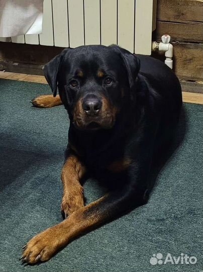 Вязка ротвейлера