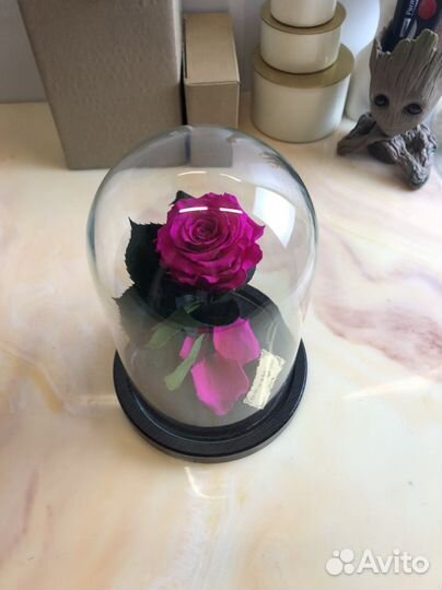 Настоящая роза из «Маленького Принца»